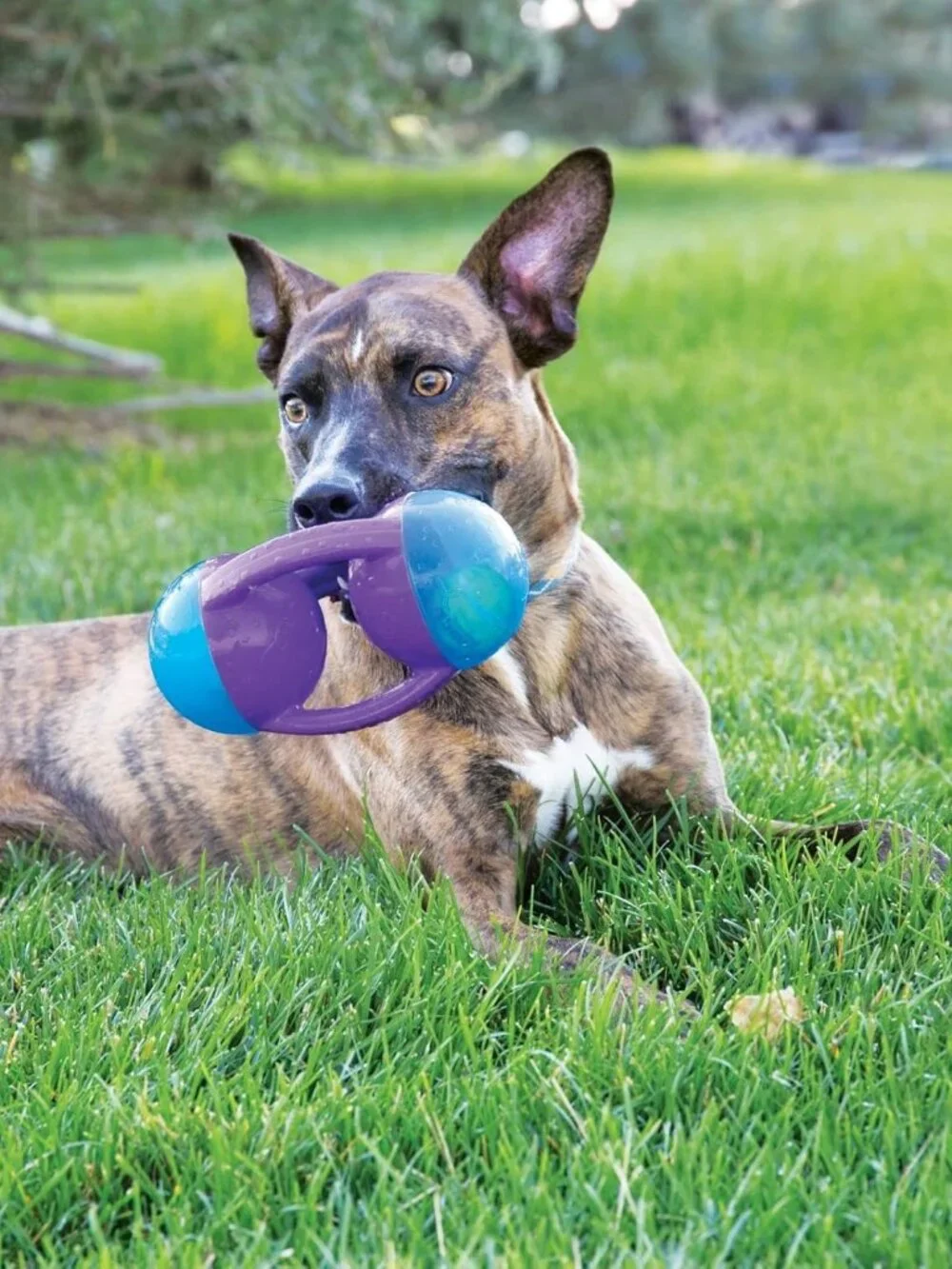 KONG Jumbler Disc Dog Toy Medium Large Squeaky Tennis Ball Toy